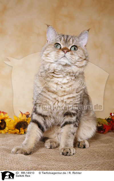 Selkirk Rex / Selkirk Rex / RR-18910