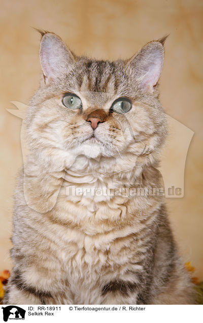 Selkirk Rex / Selkirk Rex / RR-18911