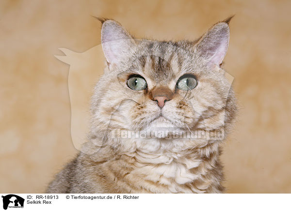 Selkirk Rex / Selkirk Rex / RR-18913