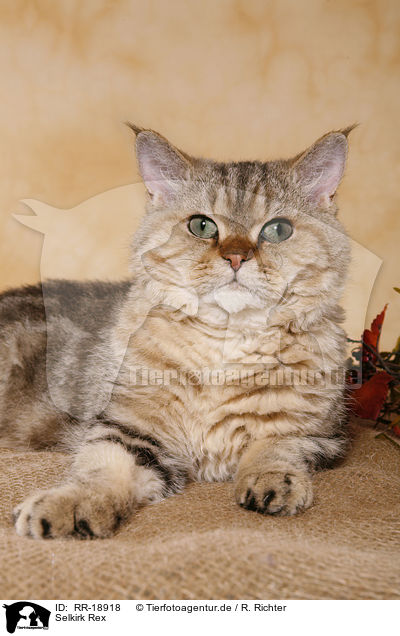 Selkirk Rex / Selkirk Rex / RR-18918