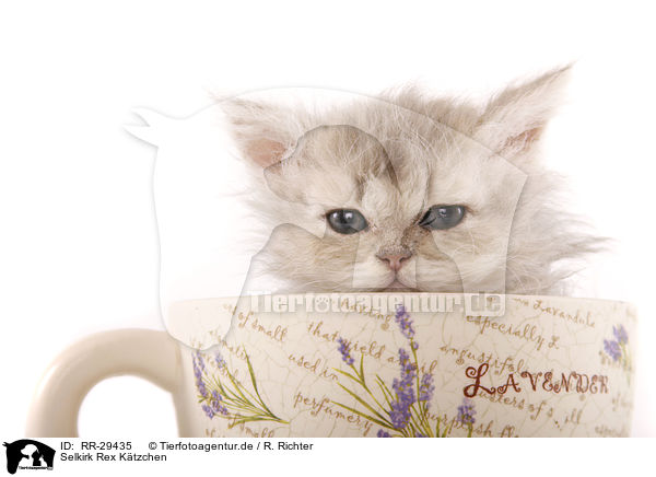 Selkirk Rex K�tzchen / Selkirk Rex Kitten / RR-29435