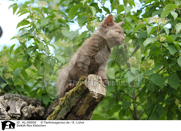 Selkirk Rex K�tzchen / Selkirk Rex Kitten / KL-06958