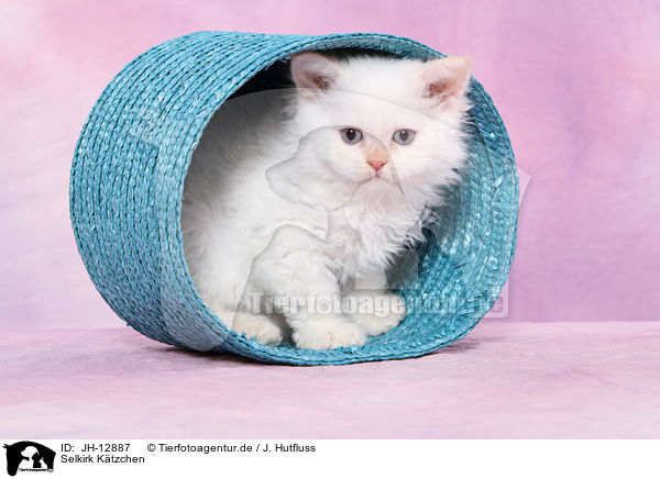Selkirk K�tzchen / Selkirk kitten / JH-12887