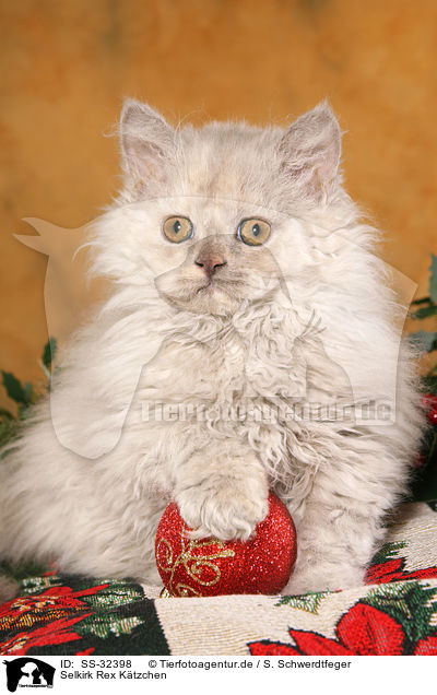 Selkirk Rex K�tzchen / Selkirk Rex kitten / SS-32398