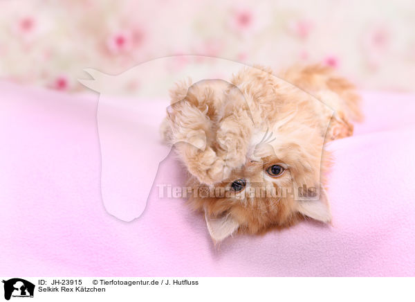 Selkirk Rex K�tzchen / Selkirk Rex Kitten / JH-23915