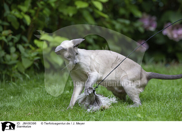 Siamkatze / Siamese Cat / JM-06396