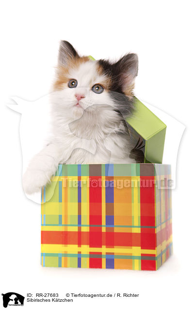 Sibirisches K�tzchen / Siberian Kitten / RR-27683