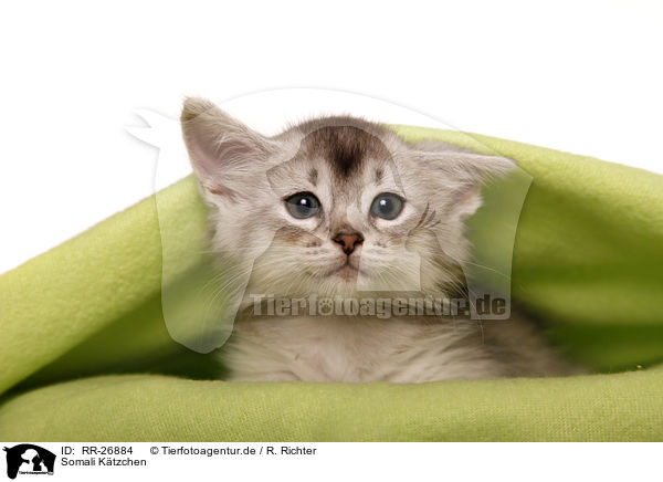 Somali K�tzchen / Somali Kitten / RR-26884