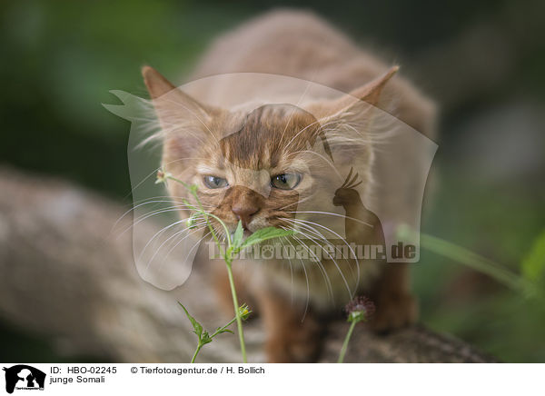 junge Somali / young Somali / HBO-02245