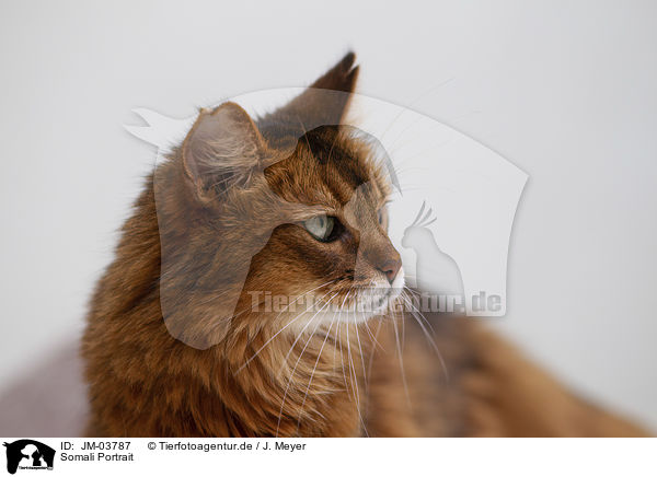 Somali Portrait / Somali Portrait / JM-03787