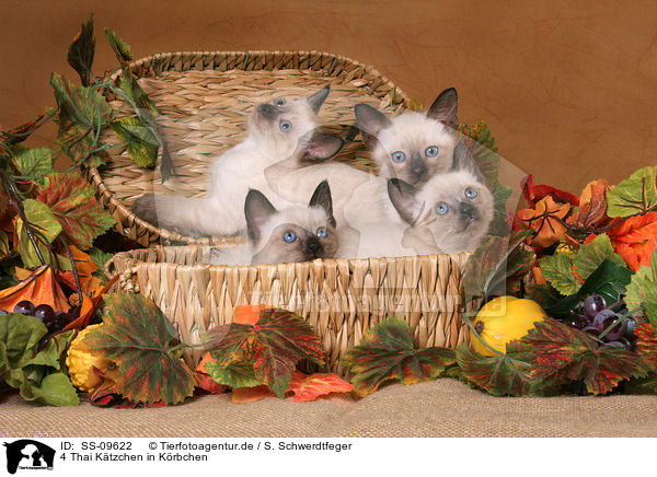 4 Thai K�tzchen in K�rbchen / 4 Thai Kitten in basket / SS-09622