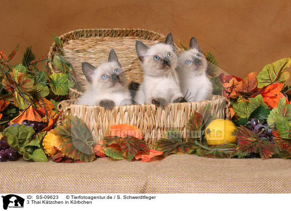 3 Thai K�tzchen in K�rbchen / 3 Thai Kitten in basket / SS-09623