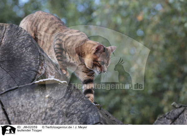 laufender Toyger / walking Toyger / JM-02059