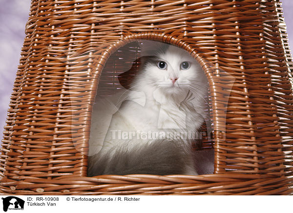 T�rkisch Van / Turkish van / RR-10908