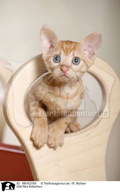 Ural Rex K�tzchen / Ural Rex Kitten / RR-62789