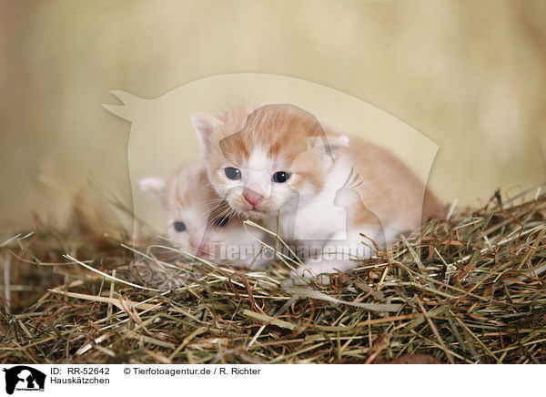 Hausk�tzchen / kitten / RR-52642