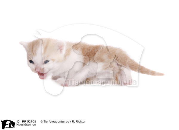 Hausk�tzchen / kitten / RR-52708