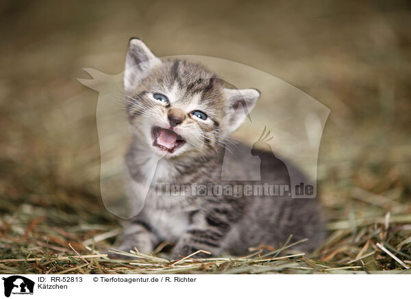 K�tzchen / kitten / RR-52813