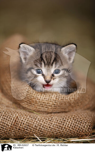 K�tzchen / kitten / RR-52837