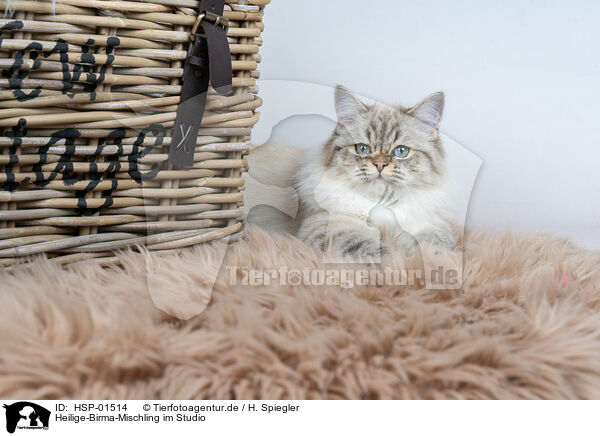 Heilige-Birma-Mischling im Studio / Sacred-Birman-Cross at studio / HSP-01514