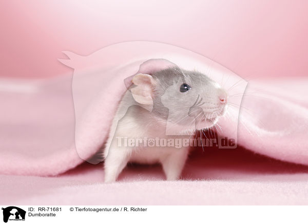 Dumboratte / dumbo rat / RR-71681