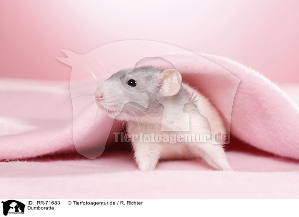 Dumboratte / dumbo rat / RR-71683