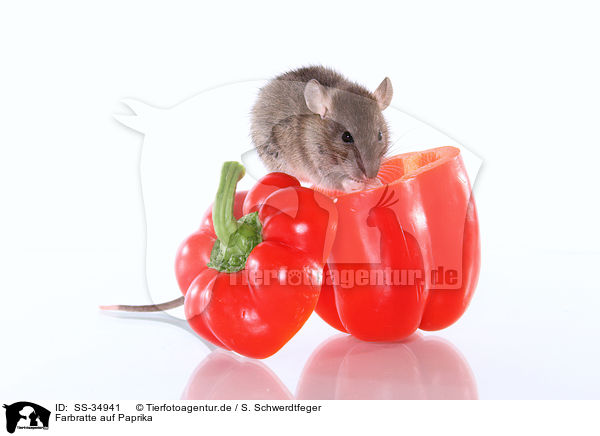 Farbratte auf Paprika / rat on sweet pepper / SS-34941