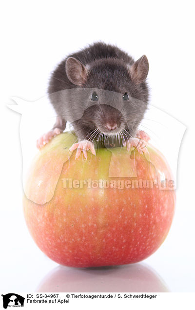 Farbratte auf Apfel / rat on apple / SS-34967