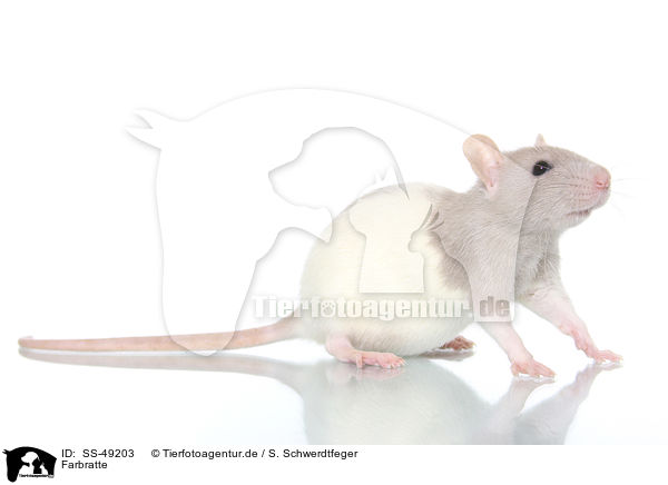 Farbratte / fancy rat / SS-49203