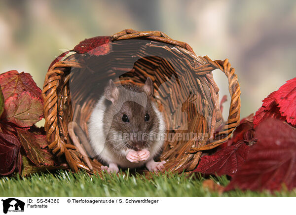 Farbratte / fancy rat / SS-54360