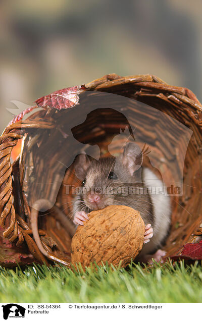 Farbratte / fancy rat / SS-54364