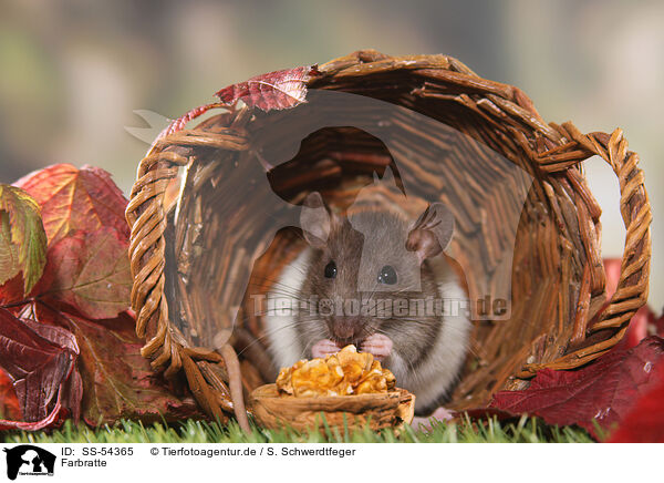 Farbratte / fancy rat / SS-54365