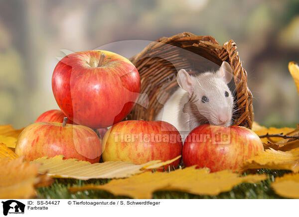 Farbratte / fancy rat / SS-54427