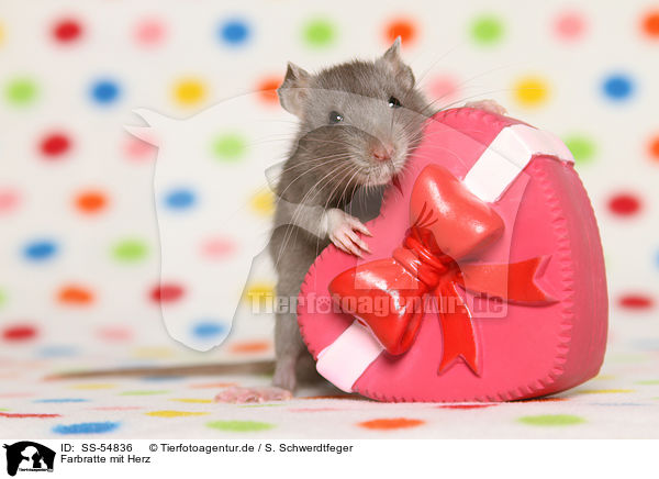 Farbratte mit Herz / fancy rat with heart / SS-54836