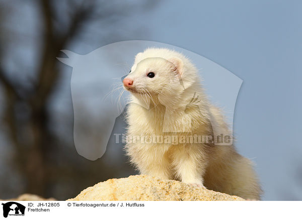 Frettchen / ferret / JH-12805