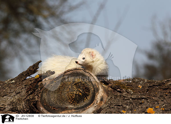 Frettchen / ferret / JH-12808
