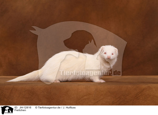 Frettchen / ferret / JH-12816