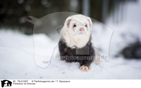 Frettchen im Schnee / ferret in the snow / TS-01067