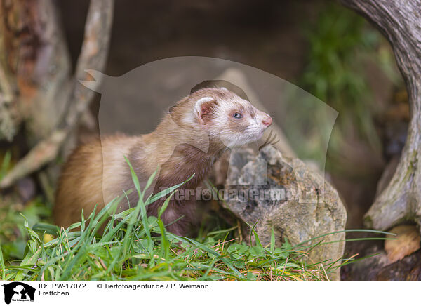 Frettchen / ferret / PW-17072