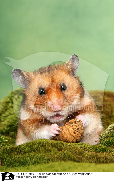 fressender Goldhamster / golden hamster / SS-13997