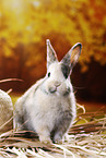 junges Kaninchen