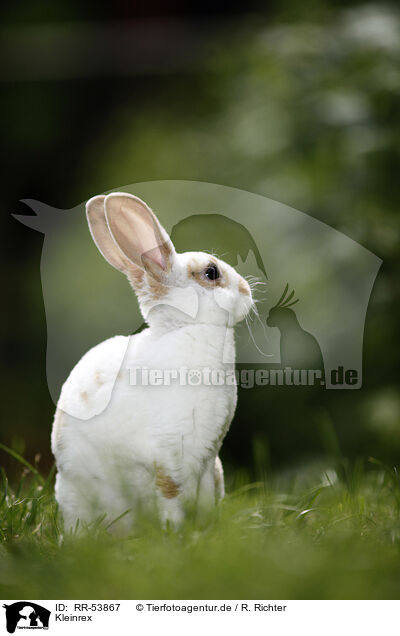 Kleinrex / rabbit / RR-53867