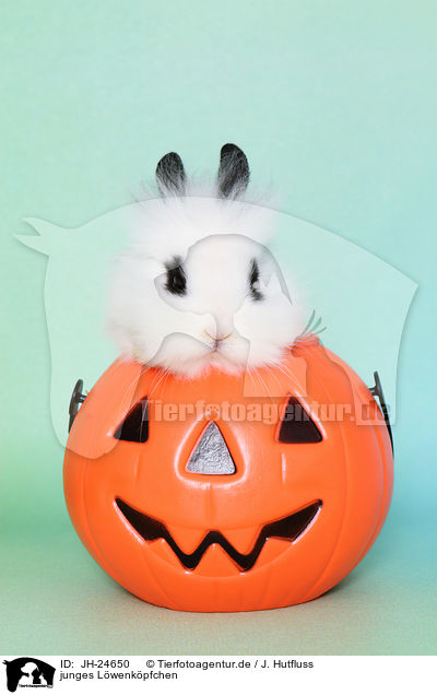 junges L�wenk�pfchen / young lion-headed rabbit / JH-24650