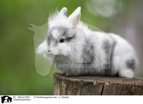 L�wenk�pfchen / lion-headed rabbit / JEG-01067