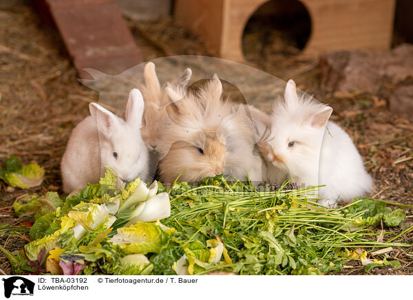 L�wenk�pfchen / lion-headed rabbit / TBA-03192
