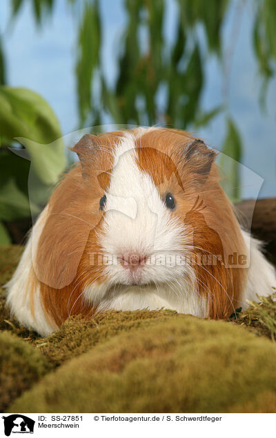 Meerschwein / guinea pig / SS-27851