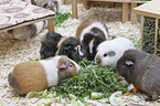 Meerschweinchen