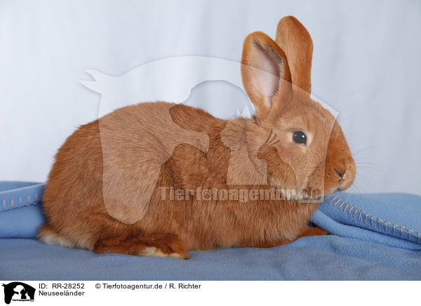 Neuseel�nder / rabbit / RR-28252