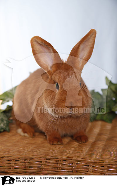 Neuseel�nder / rabbit / RR-28263