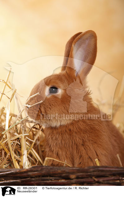 Neuseel�nder / rabbit / RR-28301